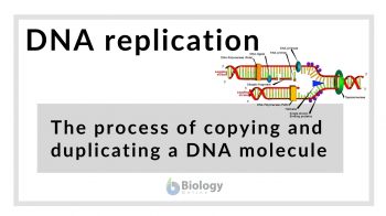 DNA replication definition