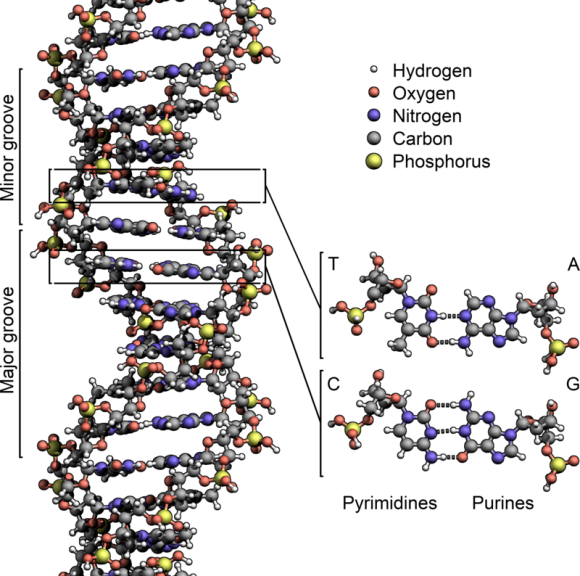 DNA structure