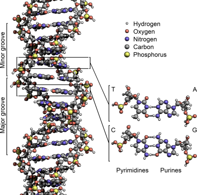 Schematic diagram of DNA structure