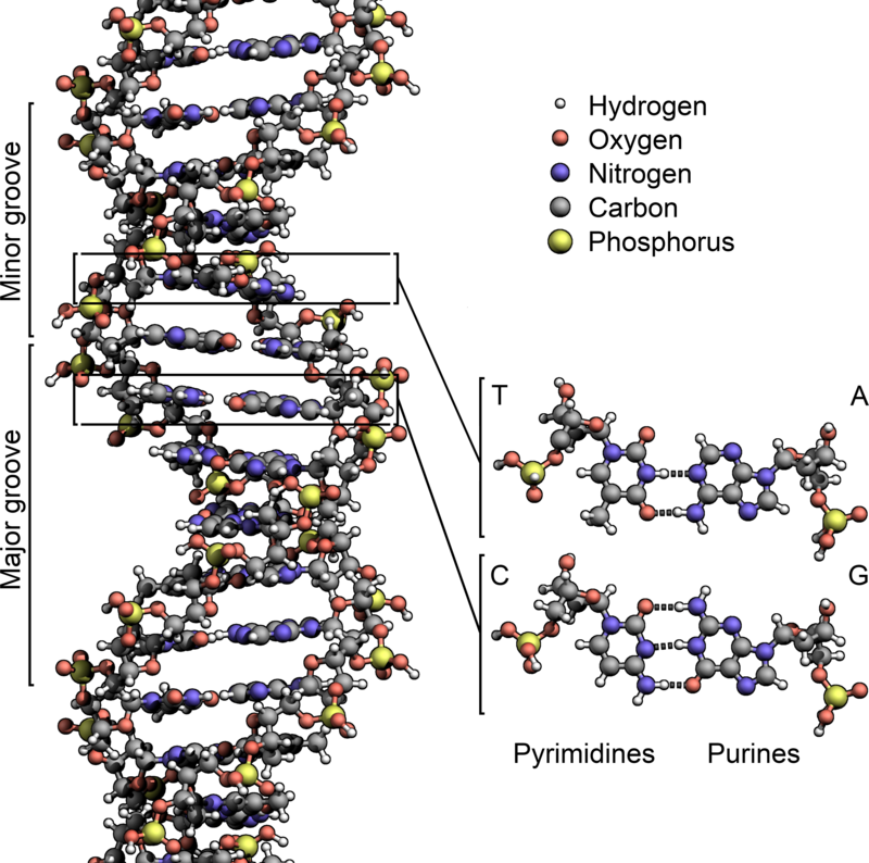 DNA structure