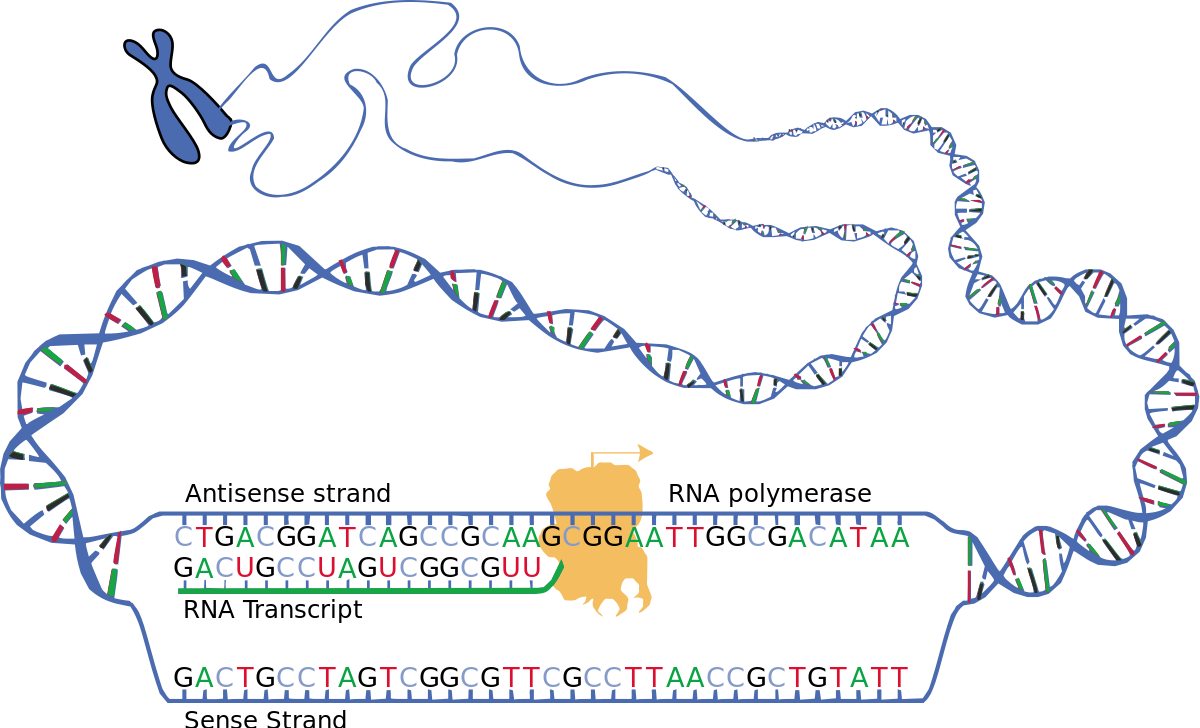 DNA transcription