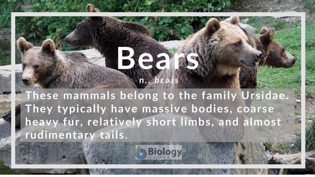 Bears Definition and Examples Biology Online Dictionary