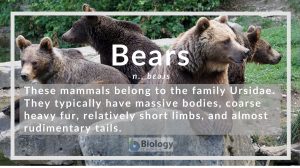 Definition of Bears