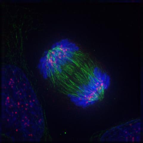 Anaphase by Delta Vision Roy van Heesbeen