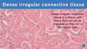 Dense irregular connective tissue definition and example