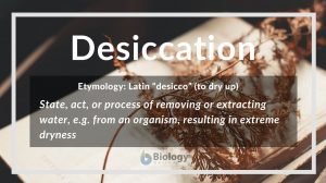Desiccation definition