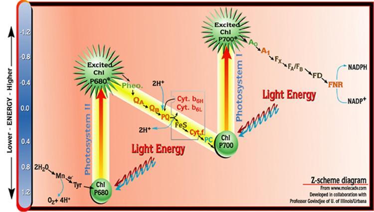 Diagram of Z-scheme