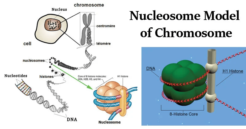 Vecteur Stock Biological structure of Nucleosome with histone protein, core  DNA and Linked DNA chain inside cell