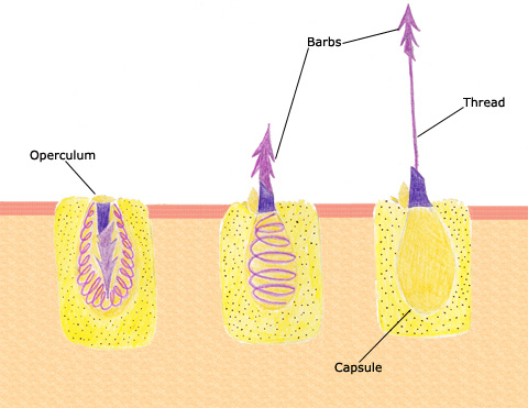 Diagram of nematocysts in coral