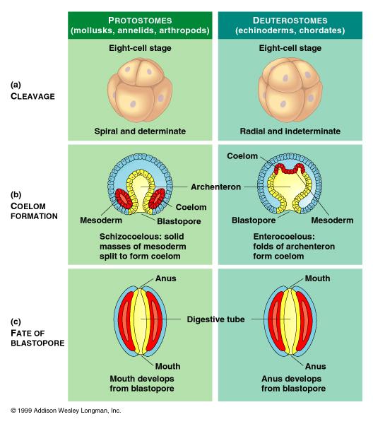 Difference between protostomes and deuterostomes