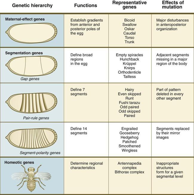 Different genes play an important role in the Drosophila embryonic development