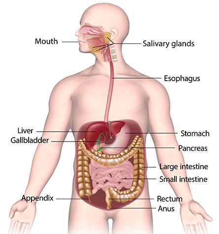 Different parts of human alimentary canal
