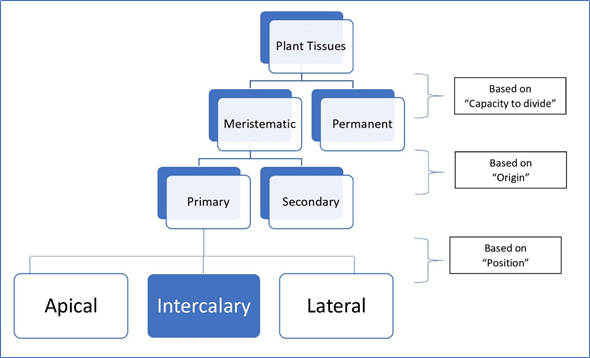 Different plant tissues diagram
