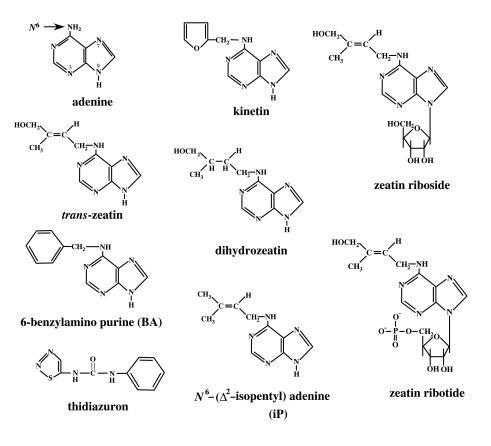 Different types of cytokinins
