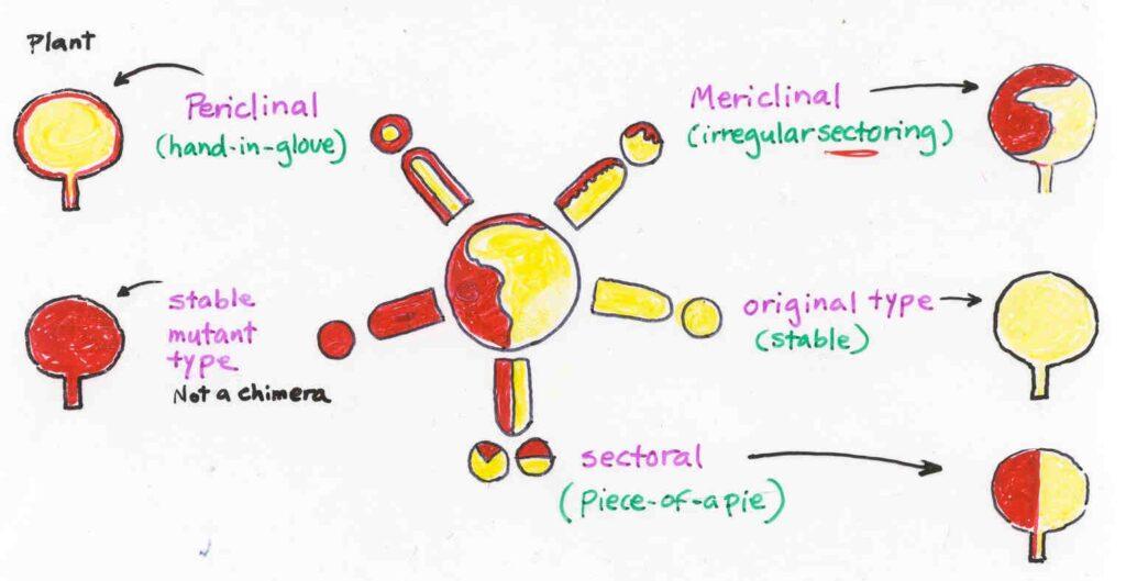 Different types of plant grafting chimera