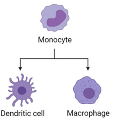 Differentiation of Monocytes