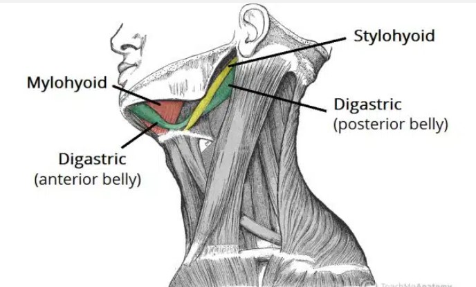 Digastric muscle