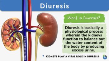 Diuresis definition and example