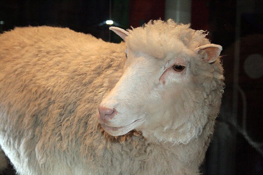 Dolly sheep closeup