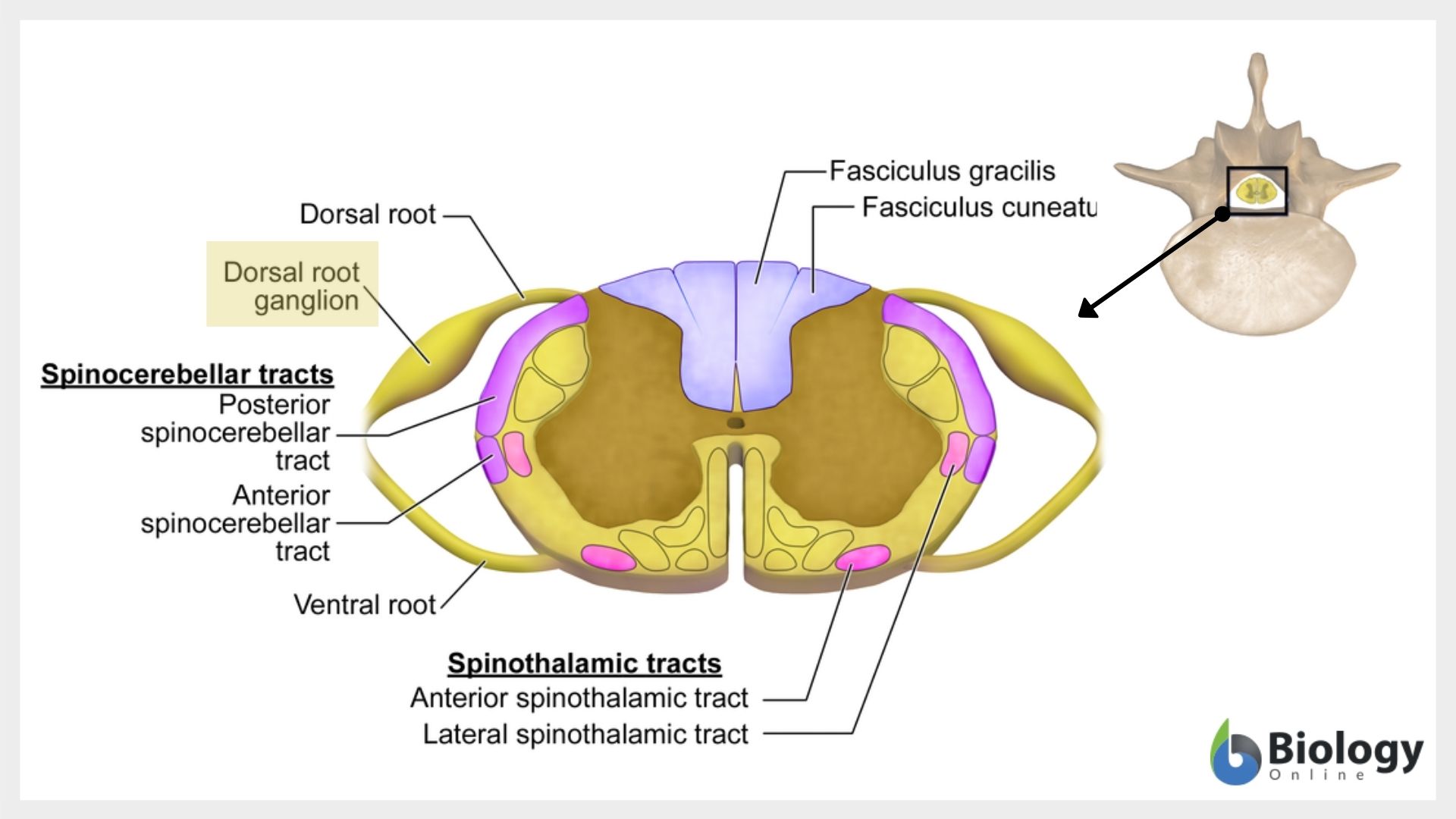 Ganglion definition and examples biology online dictionary