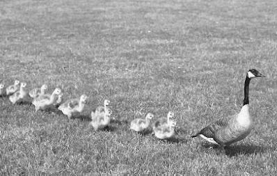 Ducklings and mother duck - imprinting