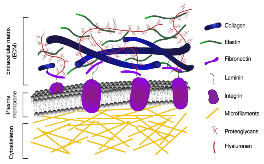 Extracellular Matrix Connective Tissue