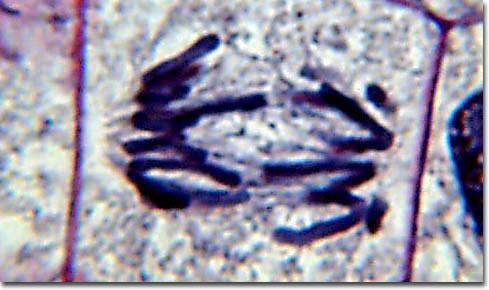 Early anaphase