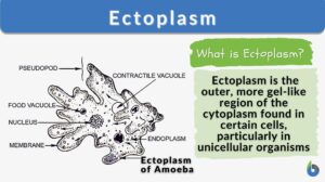 Ectoplasm definition and example