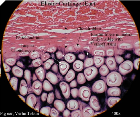 Elastic cartilage microscopic view