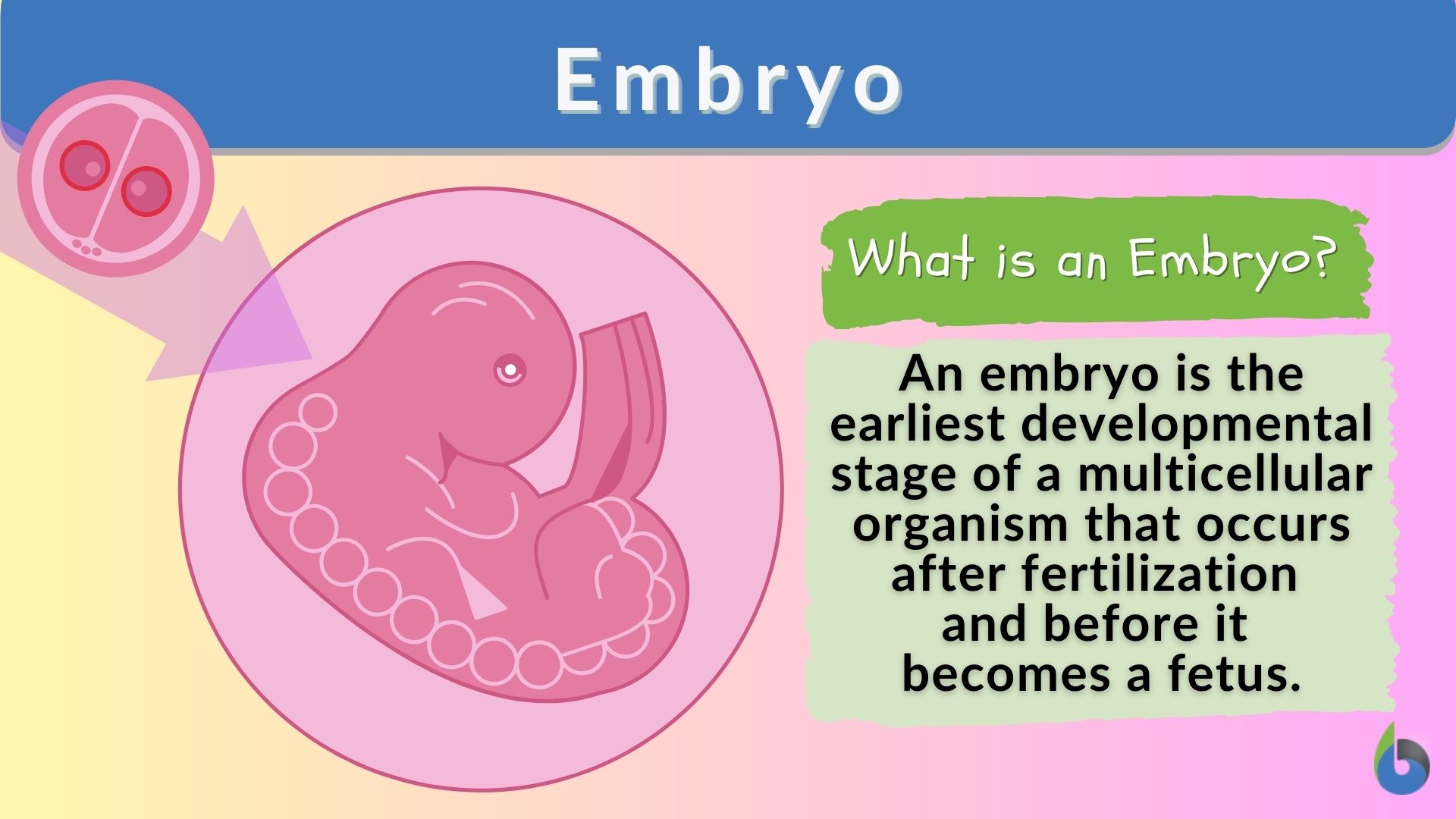 Embryo - Definition and Examples - Biology Online Dictionary