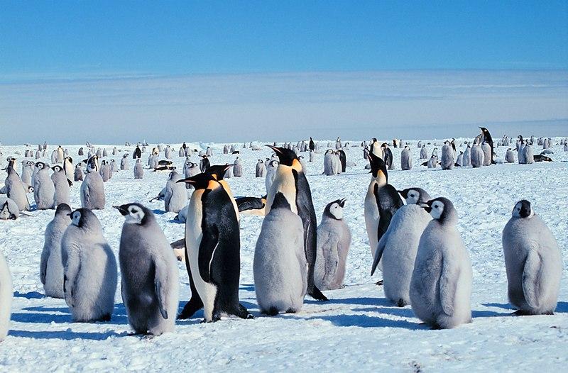 Emperor penguins
