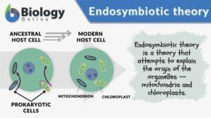 Endosymbiotic theory definition and example