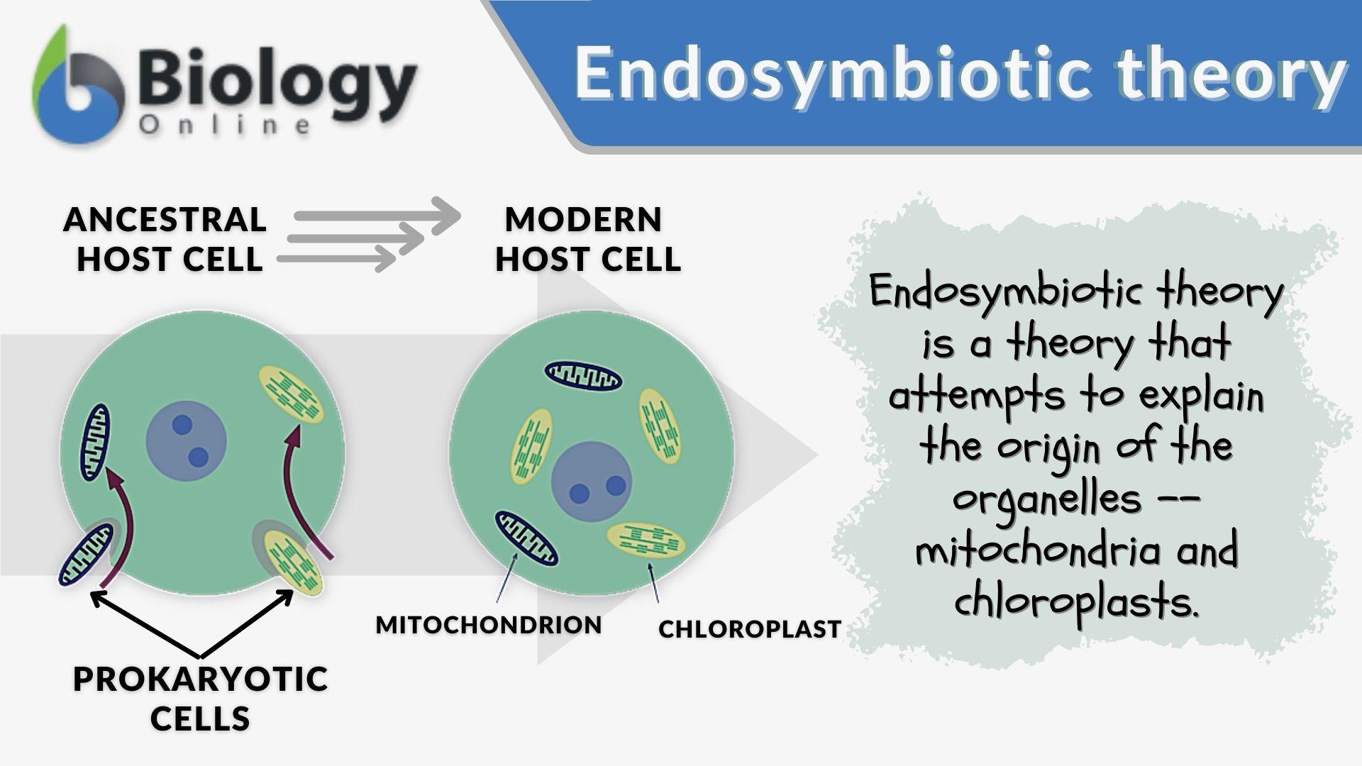 define endosymbiont hypothesis