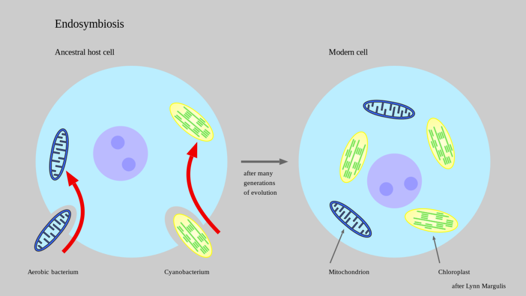 Endosymbiotic theory illustration