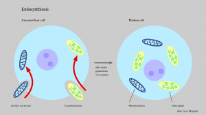 endosymbiont hypothesis definition biology