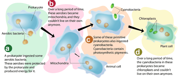 Endosymbiotic theory