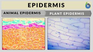 Epidermis definition