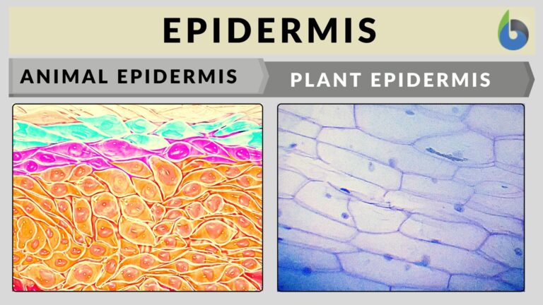 Epidermis definition