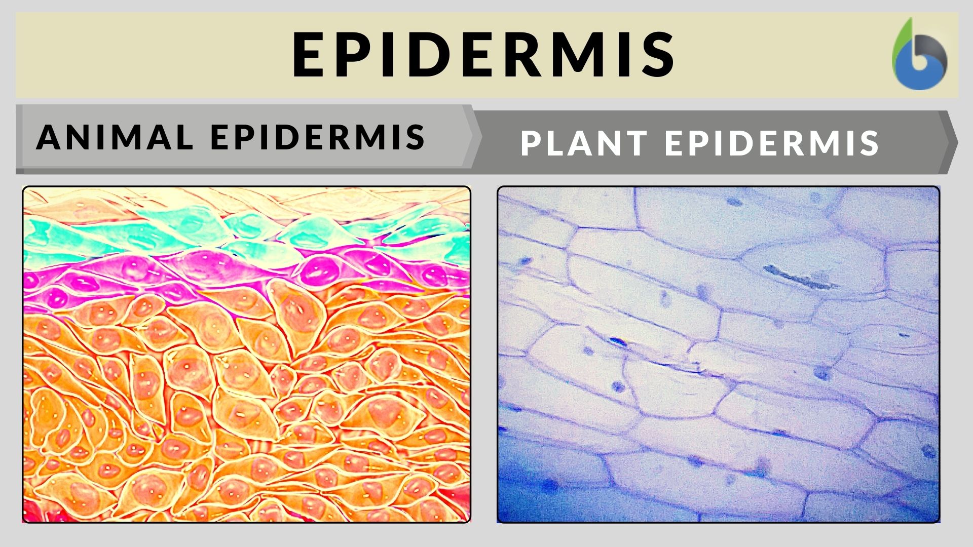 Epidermis - Definition and Examples - Biology Online Dictionary