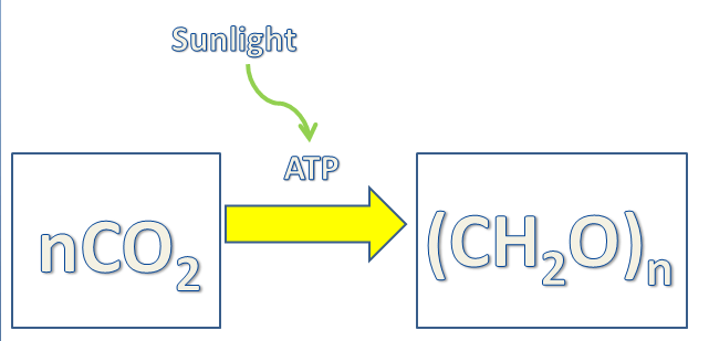 Equation of photosynthesis