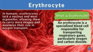 Erythrocytes definition and example