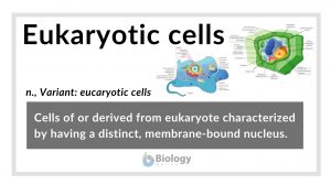Eukaryotic cells definition