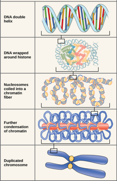Eukaryotic chromosome structure and organization