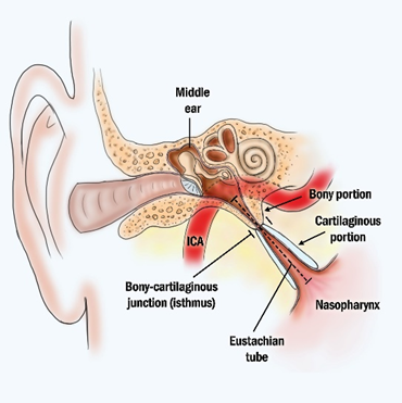 Eustachian tube