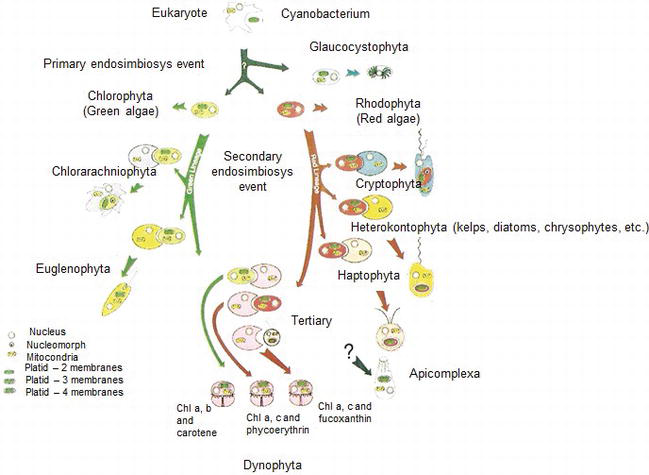 Evolution of photosynthesis