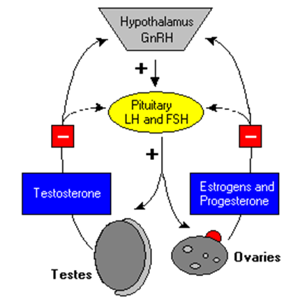 FSH and LH diagram