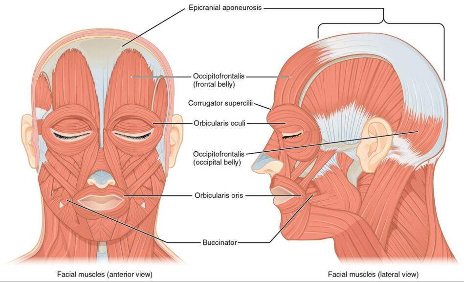 Face muscles labeled