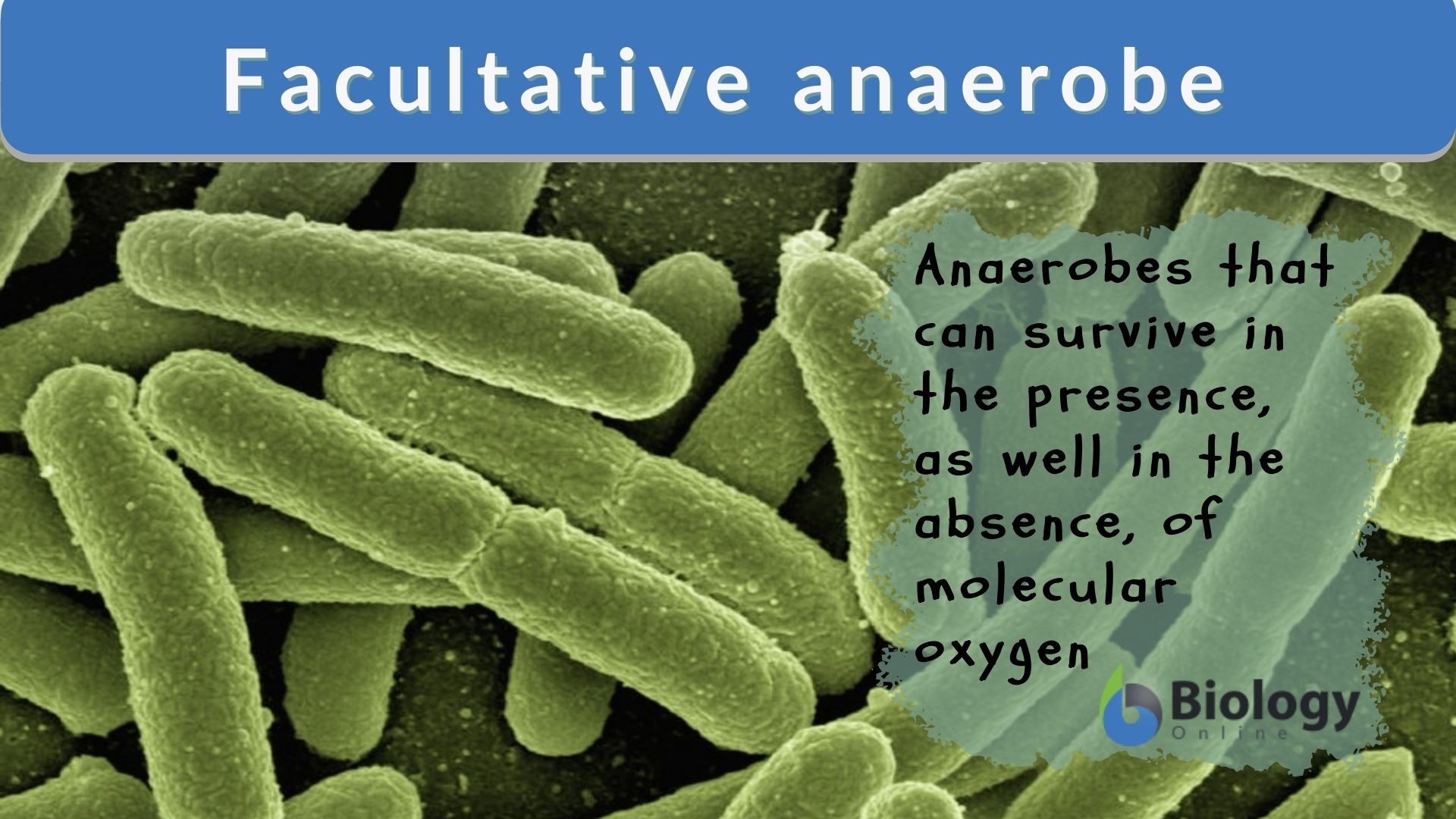 Anaerobic Bacterial Infections