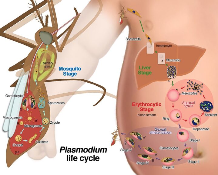Falciparum-life-cycle