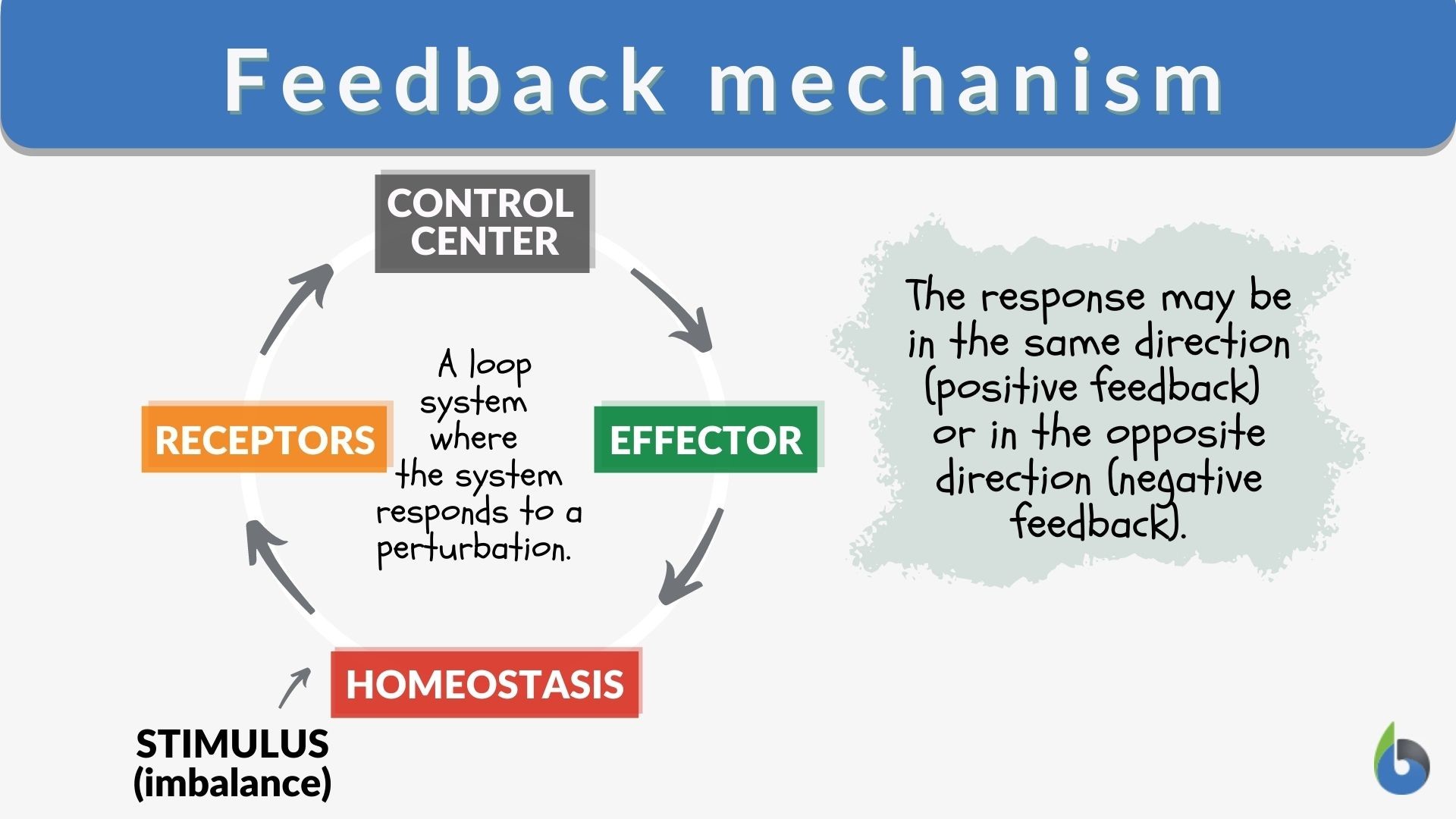 feedback mechanism essay